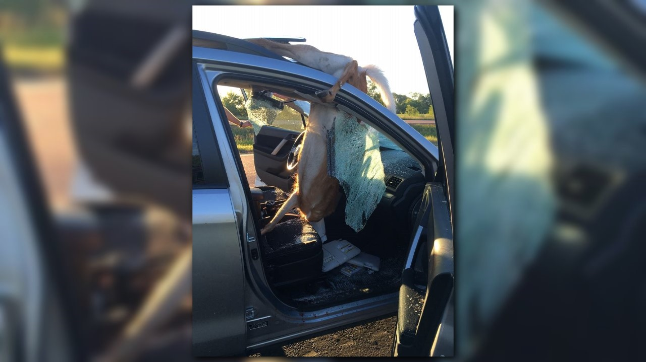 Deer crashes through windshield into passenger seat